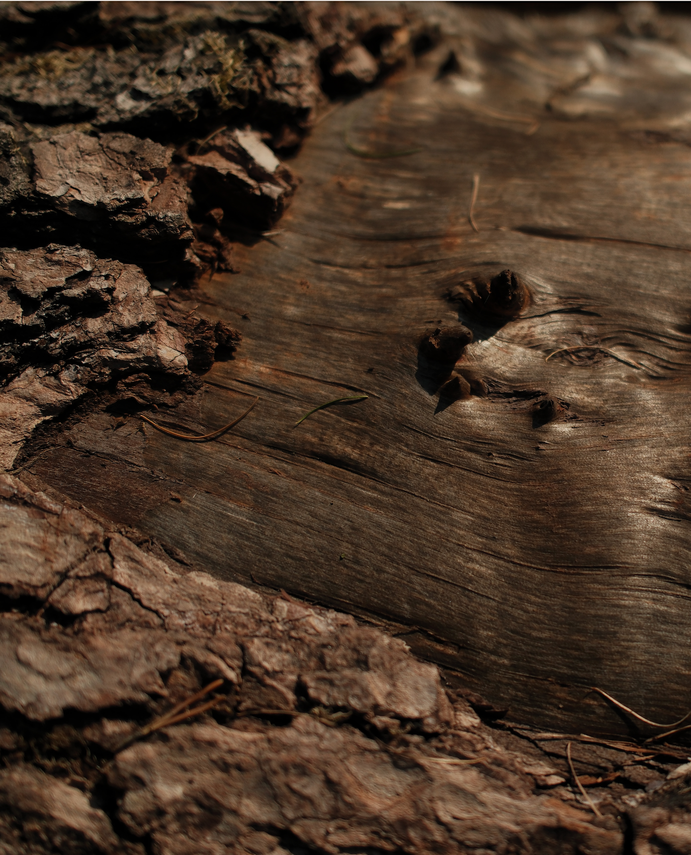 Santalina Inspiration: Natürliche Holztextur als Sinnbild für knisternde Holzdocht-Kerzen